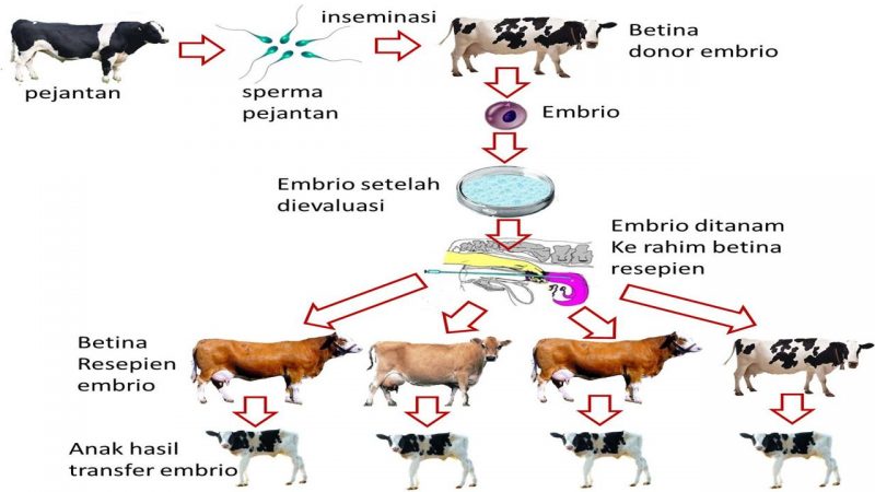 Detail Gambar Inseminasi Buatan Pada Hewan Nomer 2