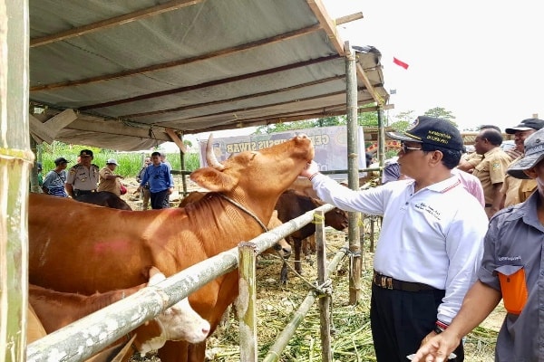 Detail Gambar Inseminasi Buatan Pada Hewan Nomer 43