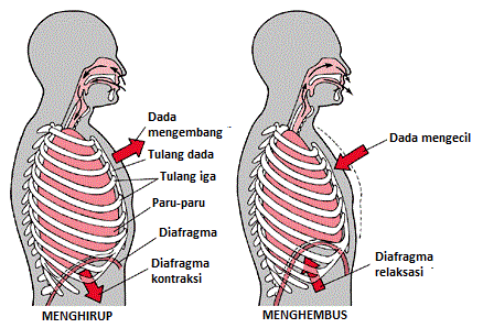 Detail Gambar Inspirasi Dan Ekspirasi Nomer 17