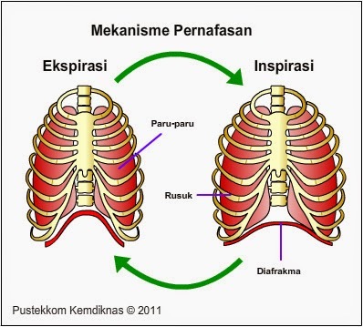 Detail Gambar Inspirasi Dan Ekspirasi Nomer 25