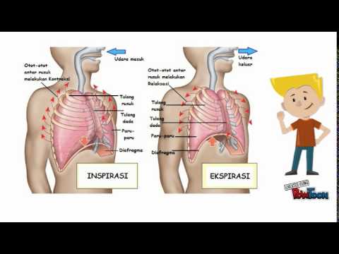 Detail Gambar Inspirasi Dan Ekspirasi Nomer 29