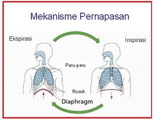 Detail Gambar Inspirasi Dan Ekspirasi Nomer 54