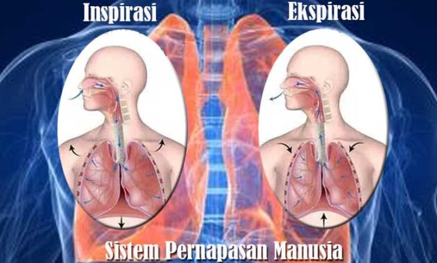 Detail Gambar Inspirasi Dan Ekspirasi Nomer 8