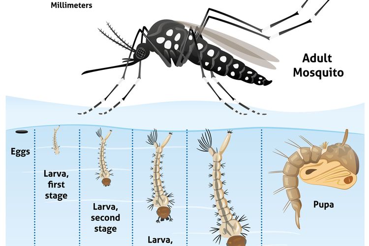 Detail Gambar Instar Nyamuk Nomer 14