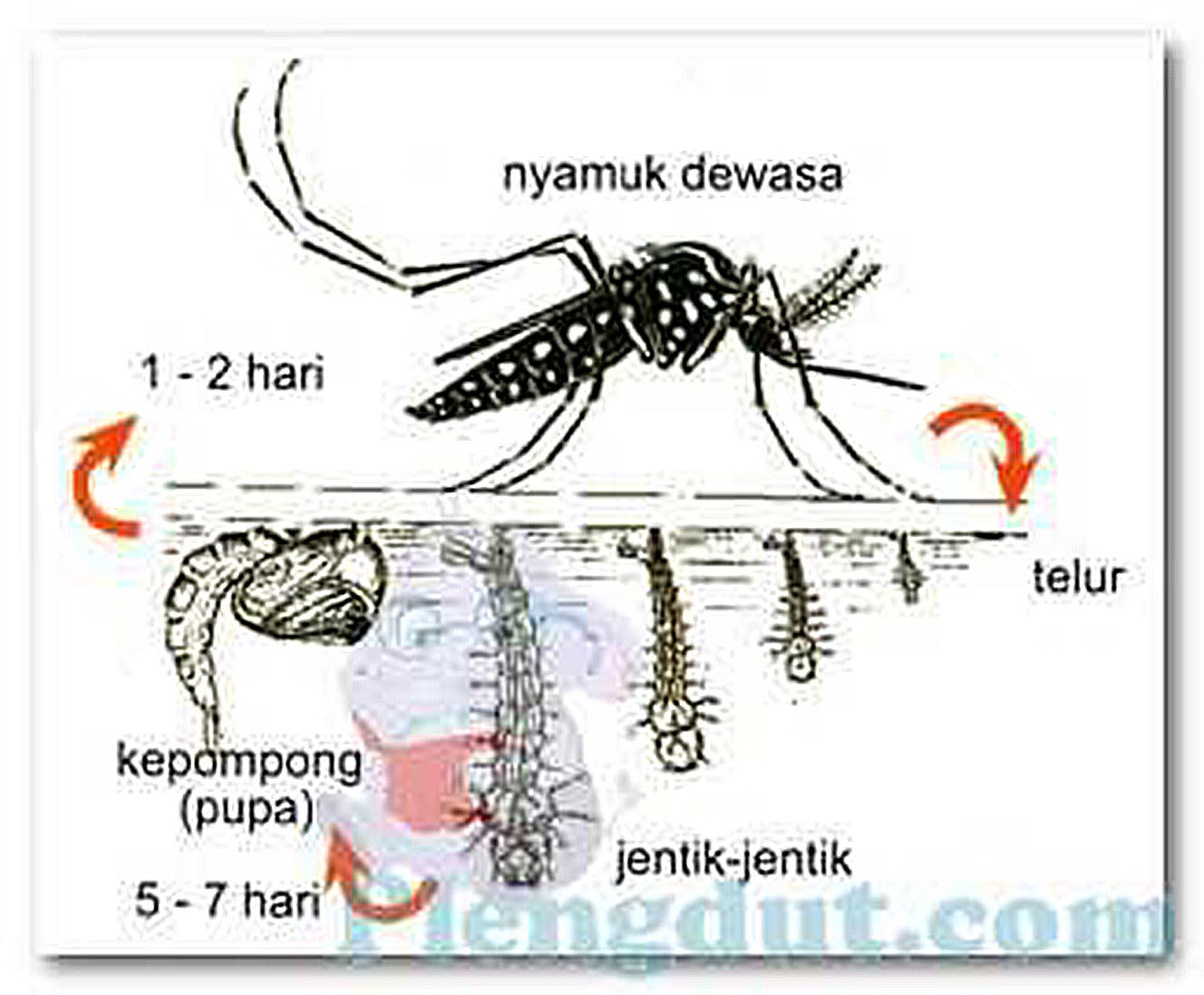 Detail Gambar Instar Nyamuk Nomer 3