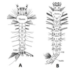 Detail Gambar Instar Nyamuk Nomer 28