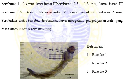 Detail Gambar Instar Nyamuk Nomer 38