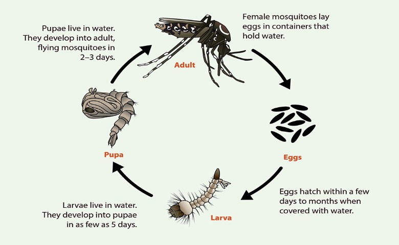 Detail Gambar Instar Nyamuk Nomer 8