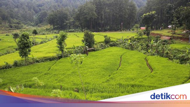 Detail Gambar Intensifikasi Pertanian Nomer 23