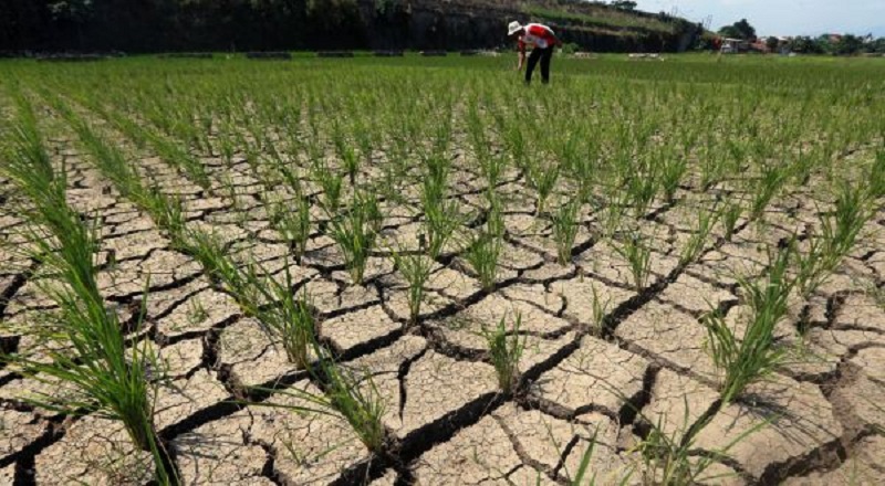 Detail Gambar Intensifikasi Pertanian Nomer 31