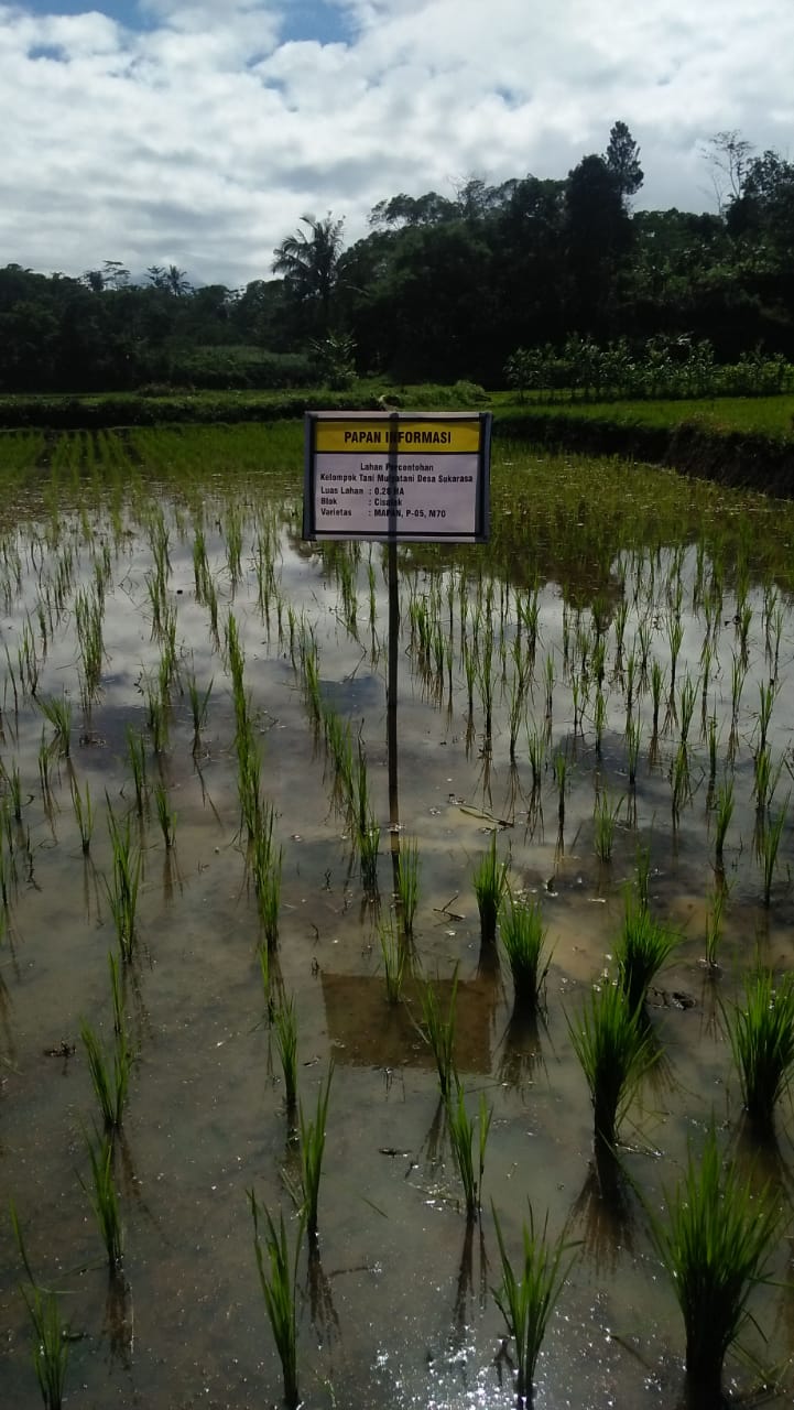 Detail Gambar Intensifikasi Pertanian Nomer 47