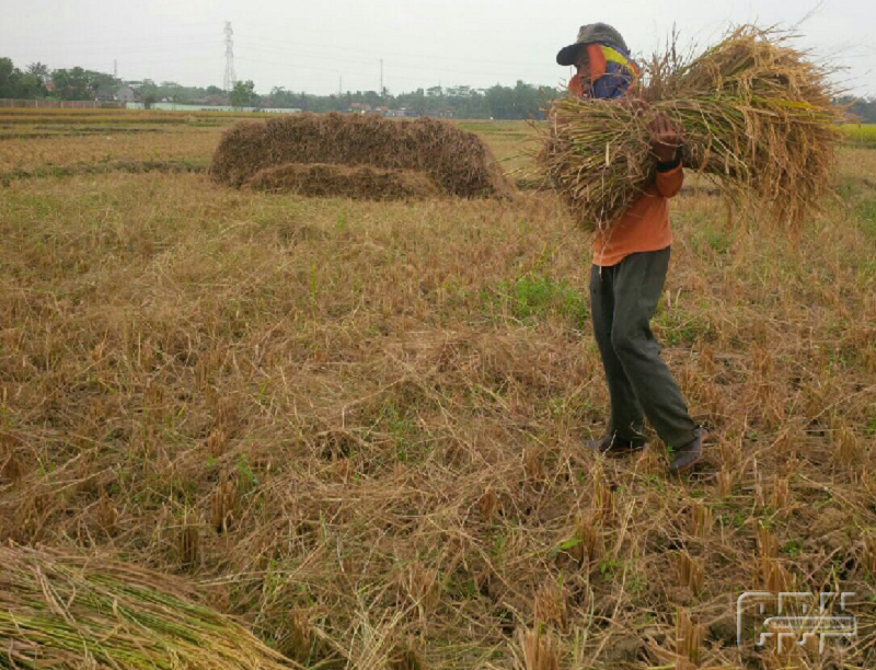 Detail Gambar Intensifikasi Pertanian Nomer 52