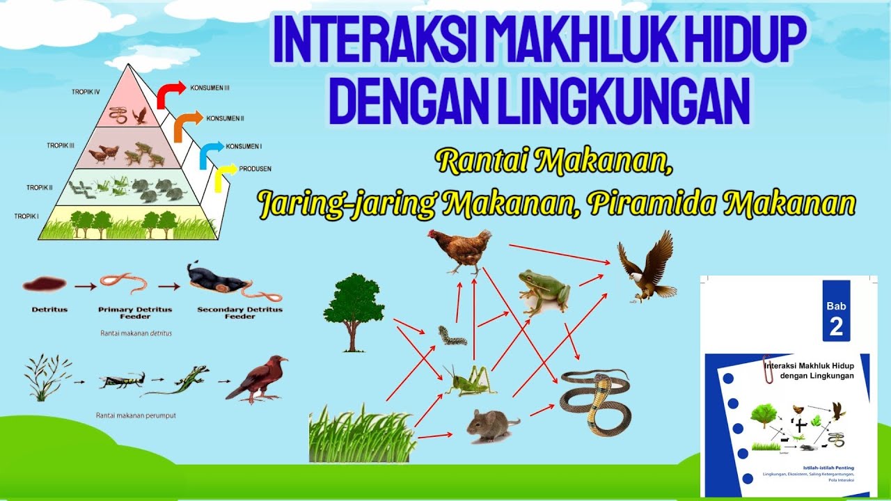 Detail Gambar Interaksi Antar Makhluk Hidup Nomer 36