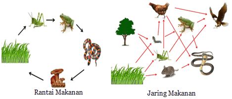 Detail Gambar Interaksi Antar Makhluk Hidup Nomer 45