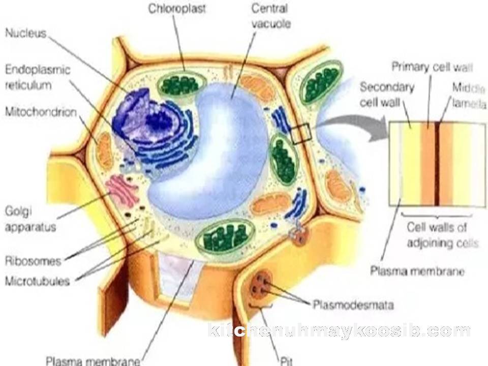 Detail Gambar Inti Sel Tumbuhan Nomer 40