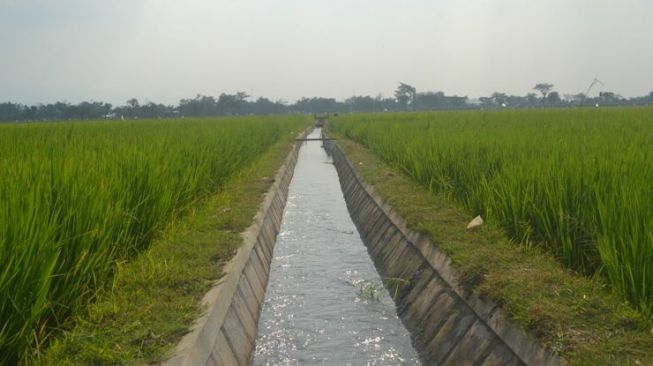 Detail Gambar Irigasi Sawah Nomer 2