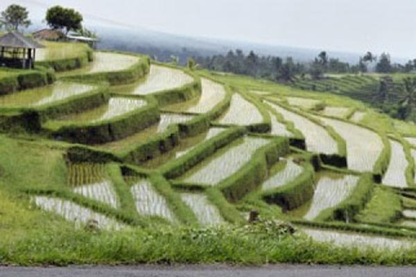 Detail Gambar Irigasi Sawah Nomer 10