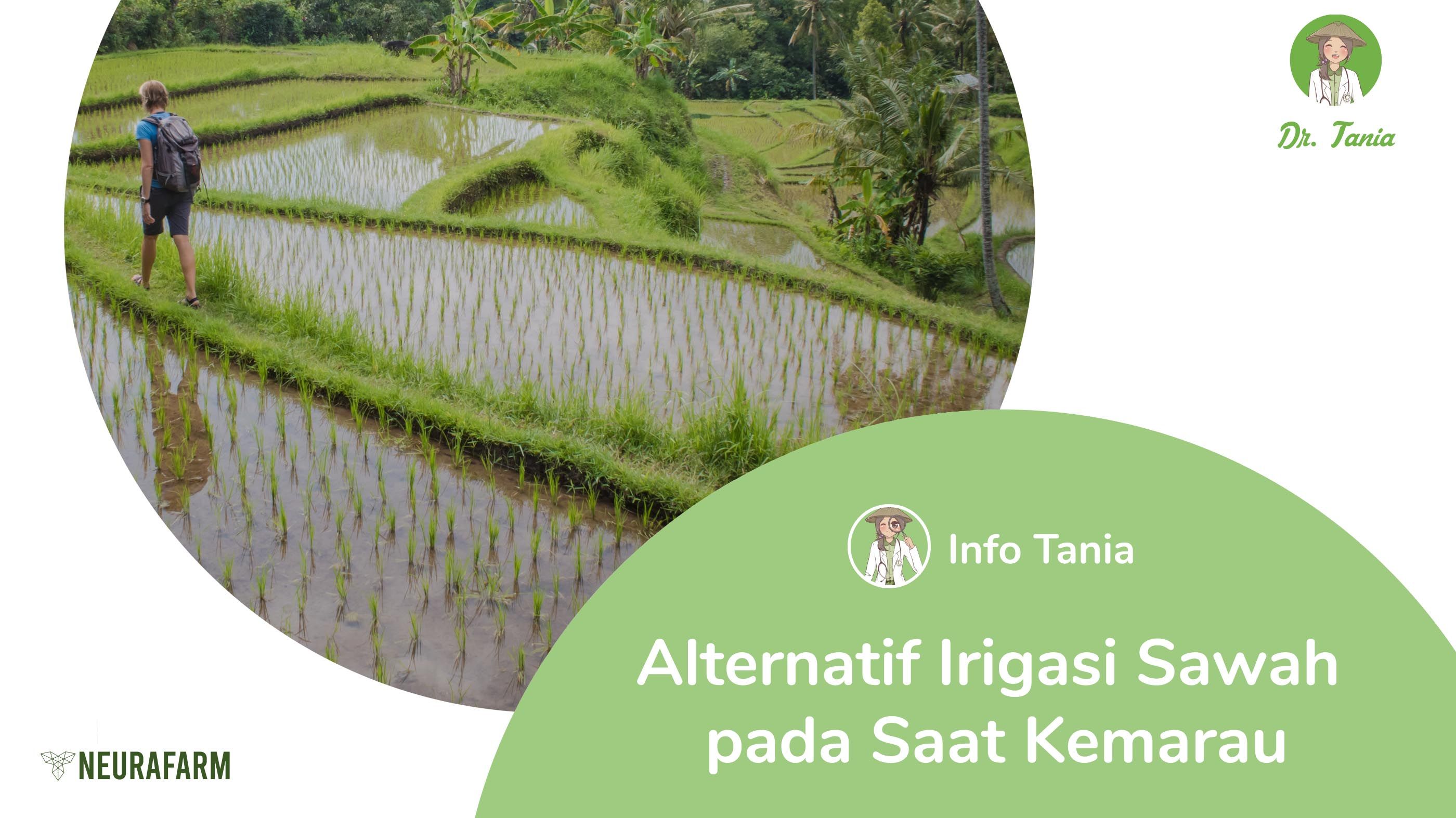 Detail Gambar Irigasi Sawah Nomer 14