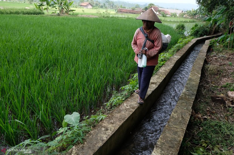 Detail Gambar Irigasi Sawah Nomer 3