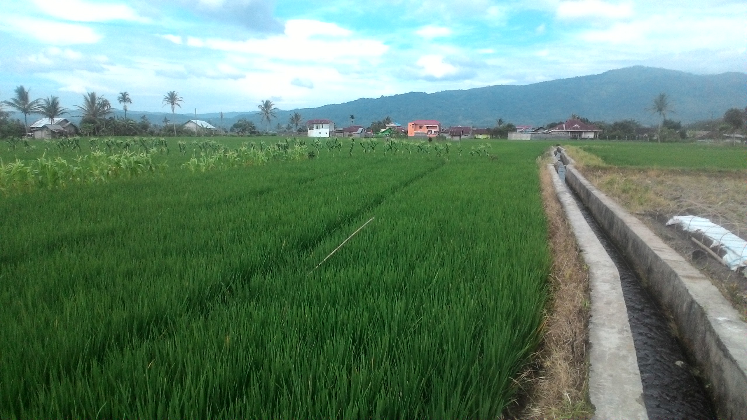 Detail Gambar Irigasi Sawah Nomer 31