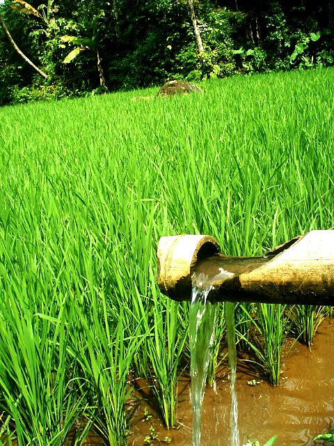 Detail Gambar Irigasi Sawah Nomer 34