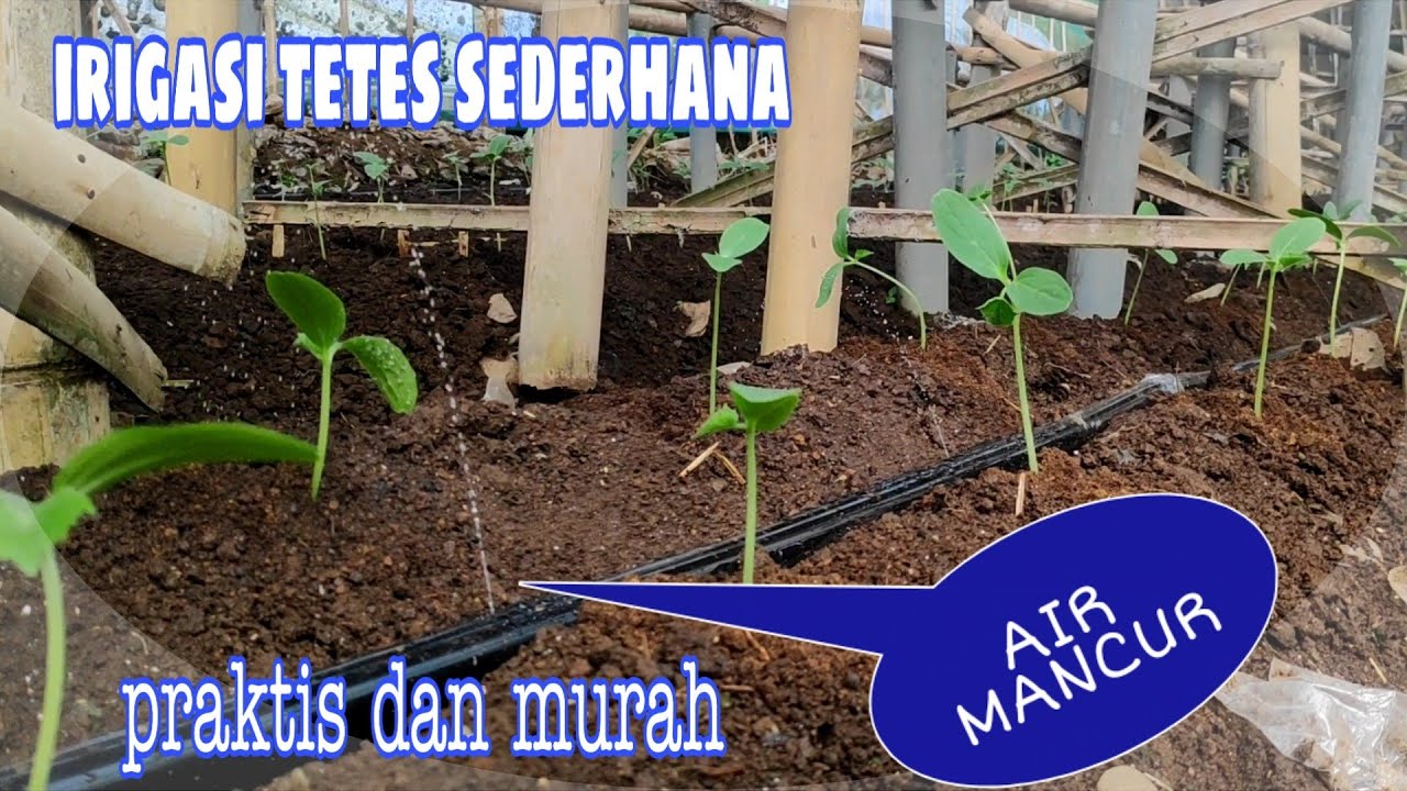 Detail Gambar Irigasi Tetes Nomer 32
