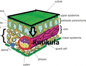 Detail Gambar Irisan Daun Nomer 15