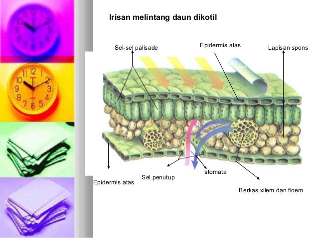 Detail Gambar Irisan Daun Nomer 21