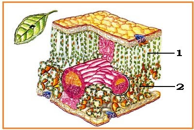 Detail Gambar Irisan Daun Nomer 23