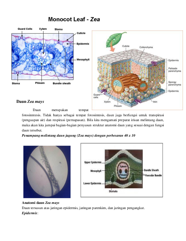 Detail Gambar Irisan Daun Nomer 33