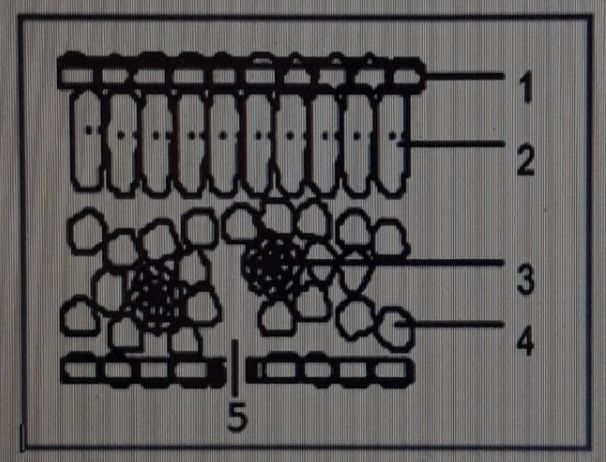 Detail Gambar Irisan Daun Nomer 48