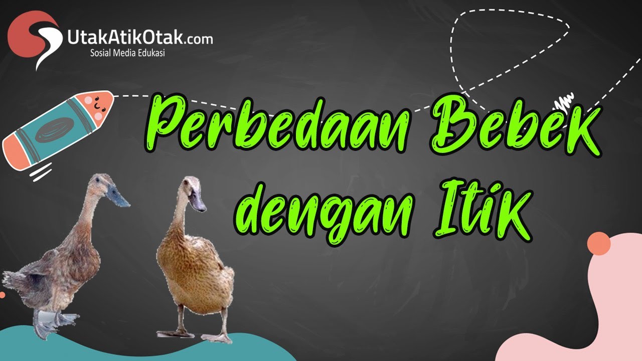 Detail Gambar Itik Dan Bebek Nomer 10