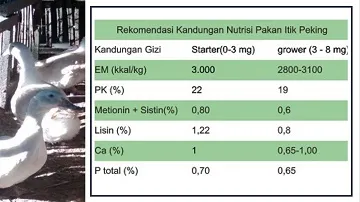 Detail Gambar Itik Pedaging Nomer 30