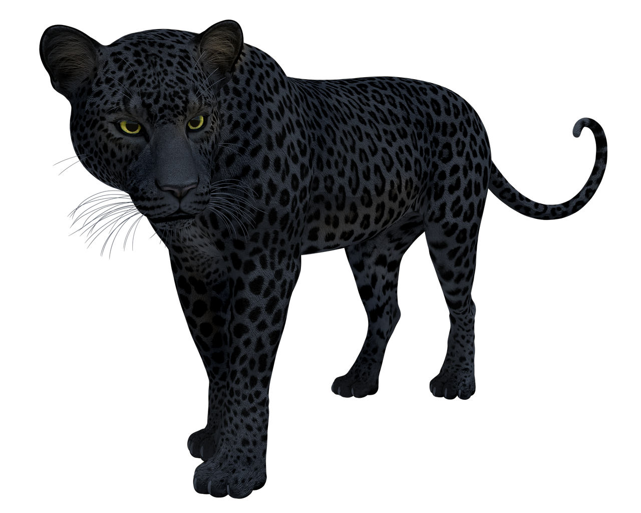 Detail Gambar Jaguar Hitam Nomer 31