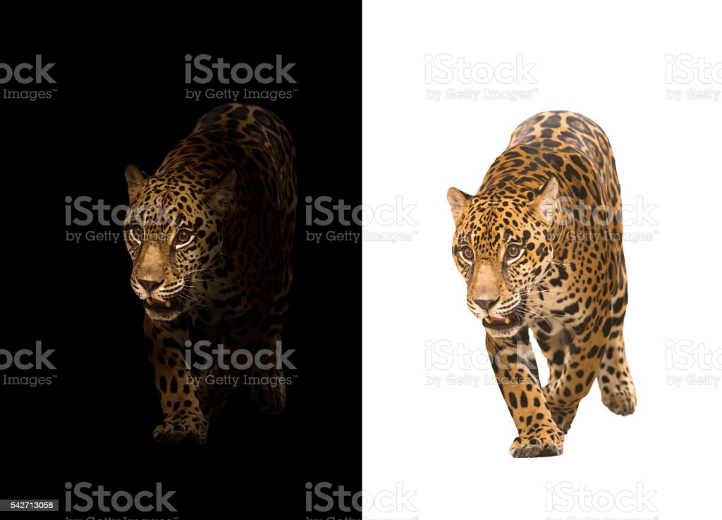 Detail Gambar Jaguar Hitam Nomer 52