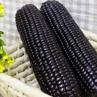 Detail Gambar Jagung Hitam Putih Nomer 31