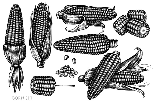 Detail Gambar Jagung Hitam Putih Nomer 5