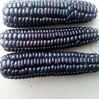 Detail Gambar Jagung Hitam Putih Nomer 9