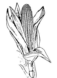 Detail Gambar Jagung Untuk Diwarnai Nomer 12