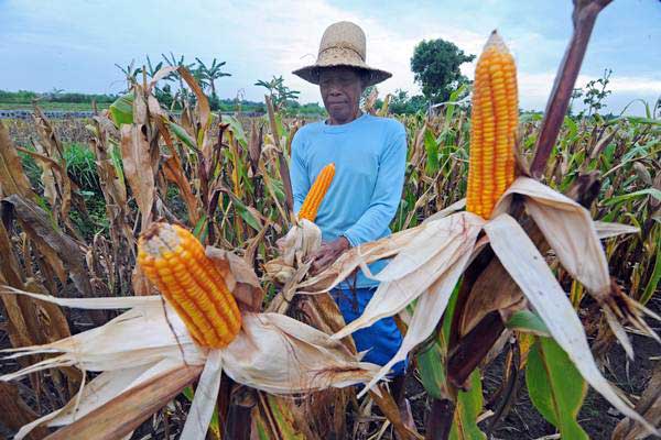 Detail Gambar Jagung Untuk Diwarnai Nomer 19