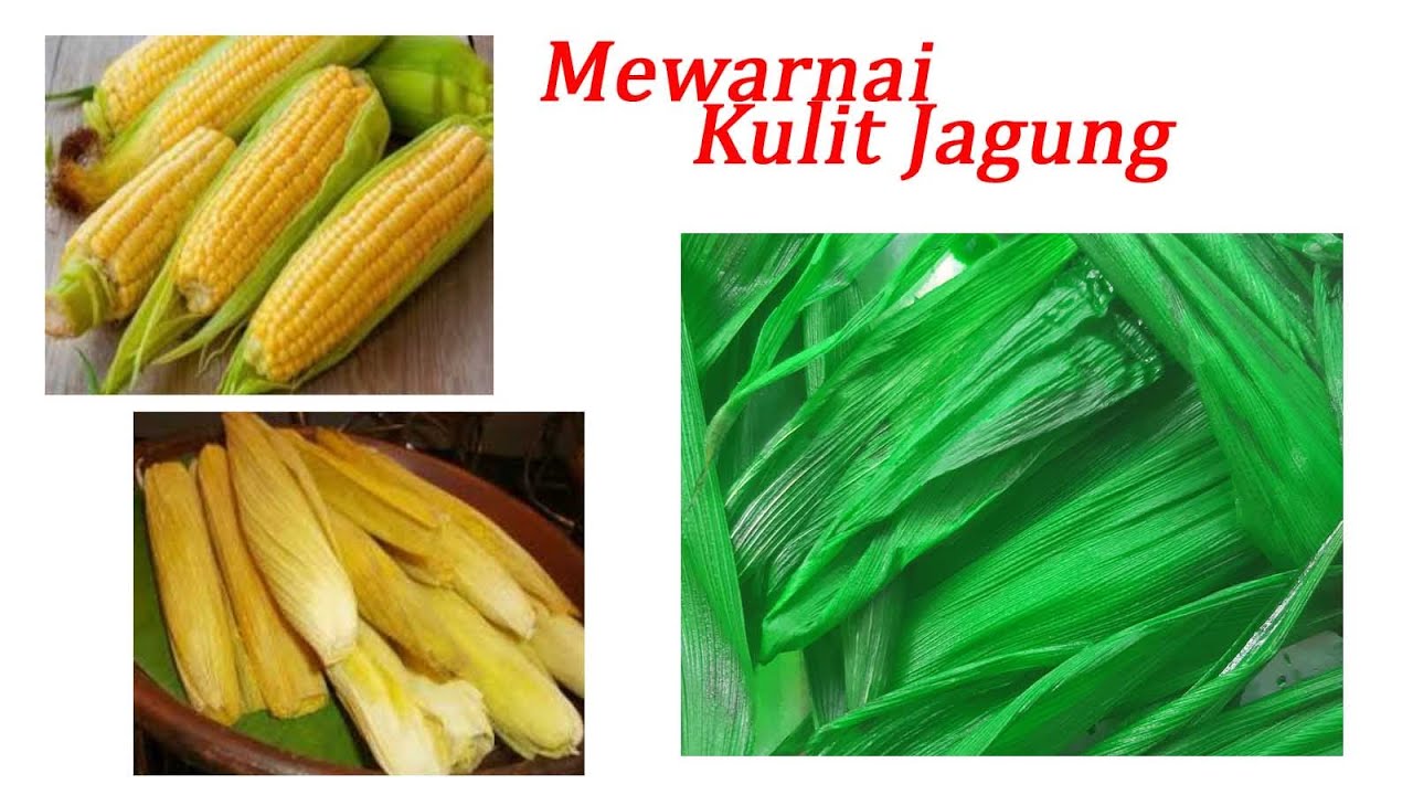 Detail Gambar Jagung Untuk Diwarnai Nomer 28