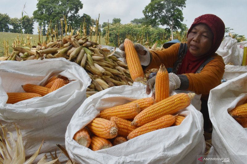 Detail Gambar Jagung Untuk Diwarnai Nomer 46