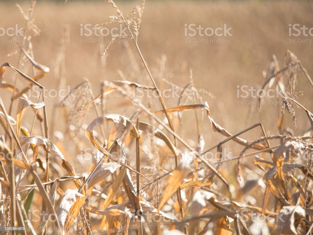 Detail Gambar Jagung Untuk Diwarnai Nomer 48