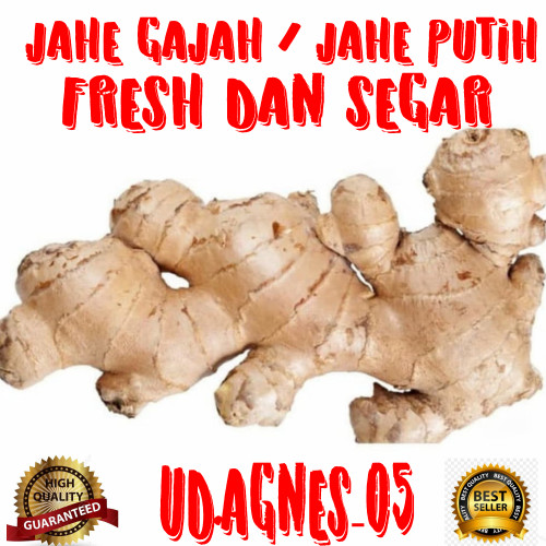 Detail Gambar Jahe Gajah Nomer 53