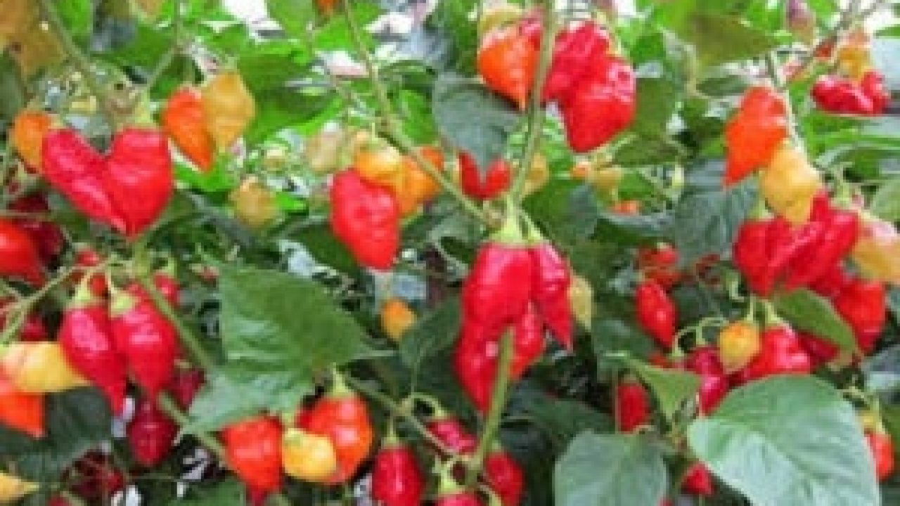 Detail Gambar Jahe Kunyit Cabe Terong Cabe Nomer 33