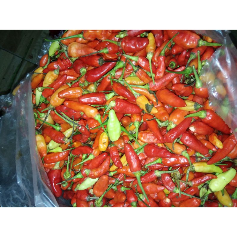 Detail Gambar Jahe Kunyit Cabe Terong Cabe Nomer 50