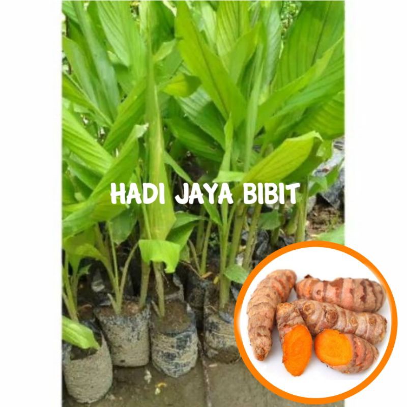 Detail Gambar Jahe Kunyit Cabe Terong Gambar Kunyit Nomer 29