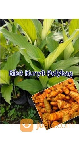 Detail Gambar Jahe Kunyit Cabe Terong Gambar Kunyit Nomer 30