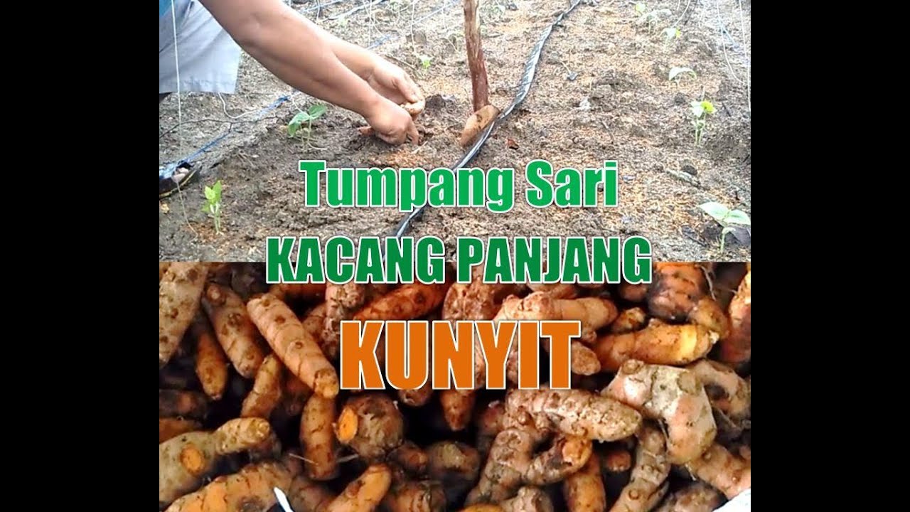 Detail Gambar Jahe Kunyit Cabe Terong Gambar Kunyit Nomer 41