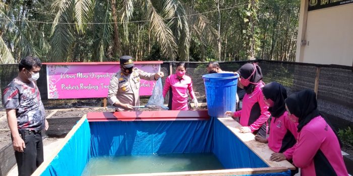 Detail Gambar Jahe Kunyit Cabe Terong Gambar Kunyit Nomer 45